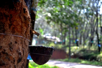 Indian Rubber Industry Shows Growth in Production and Consumption in FY 23-24