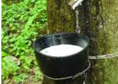 ANRPC publishes natural rubber trends & statistics September 2020