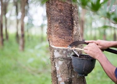 India Needs To Increase NR Cultivation Area: Rubber Board Chairman 