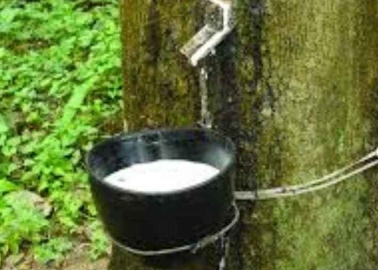 Kerala  implementing 6th phase of rubber Production Incentive Scheme