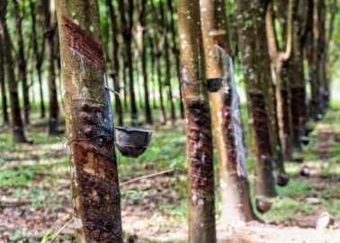 Rubber Production Incentive Scheme