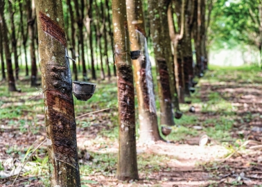 What Lies Ahead For Global Natural Rubber Market?