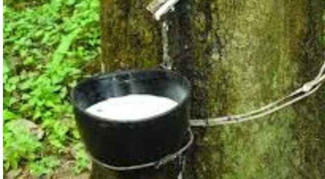 ANRPC publishes natural rubber trends & statistics September 2020