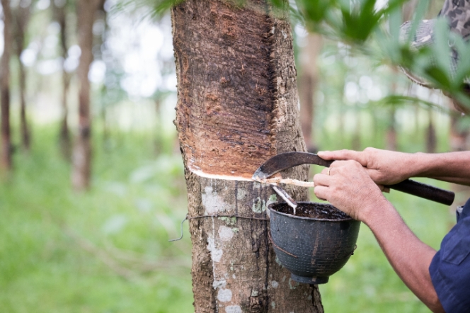 India Needs To Increase NR Cultivation Area: Rubber Board Chairman 