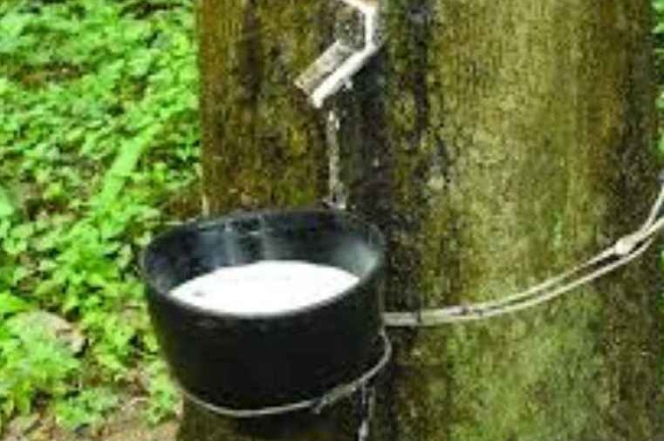 Kerala  implementing 6th phase of rubber Production Incentive Scheme