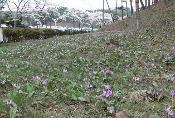 Sumitomo Rubber’s Shirakawa Factory Receives Sustainability Certification