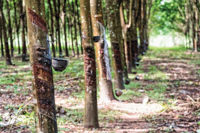 What Lies Ahead For Global Natural Rubber Market?